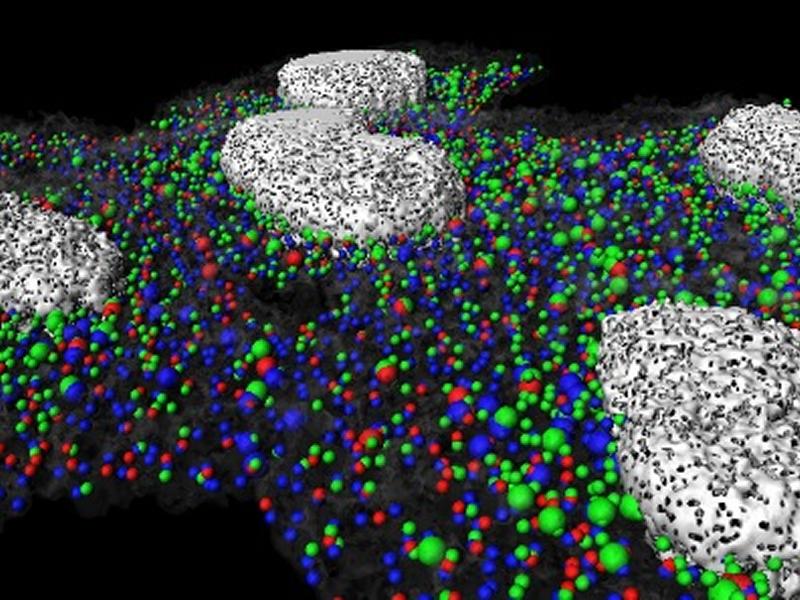 Image supplied by the lab of Dr Ita O'Kelly